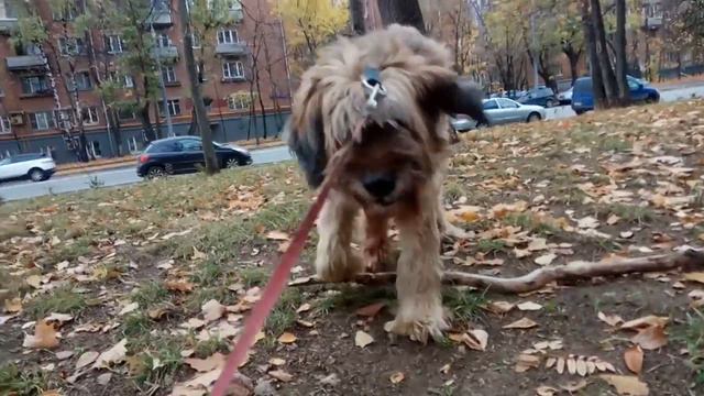 Шатоня, бриар. 10лет смотреть онлайн