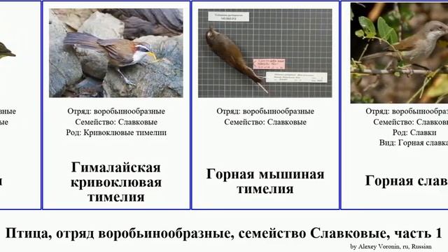Птица, отряд воробьинообразные, семейство Славковые, часть 1 тимелия кустарница славка сутора bird смотреть онлайн