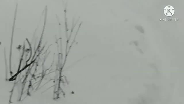 ОХОТА НА СМАЙЛ ДОГ/Я УВИДЕЛ ЕГО СВОИМИ ГЛАЗАМИ/ЗАСНЯЛ РЕАЛЬНОГО СМАЙЛ ДОГА НА КАМЕРУ!!!/ШОК!!! смотреть онлайн