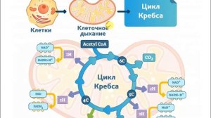 КРЕБС ЦИКЛІН КІМ АШТЫ?|АНАЭРОБТЫ ЫДЫРАУ|ГЛИКОЛИЗ