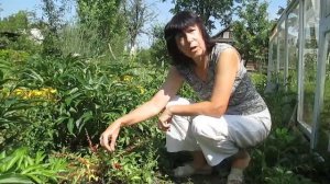 Как вырастить шпинат земляничный?