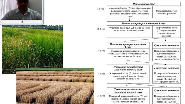 Видеолекция Семена и Посев ППР 3 курс ТПС смотреть онлайн