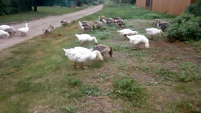 Гуси лебеди на нашей улице ? смотреть онлайн