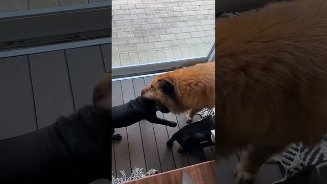 Shar-Pei puppy vs bear coat! смотреть онлайн