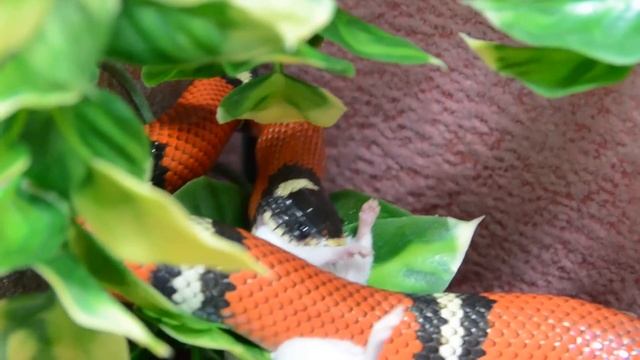 Milk Snake Bublik eats. Синалойская молочная змея . Бублик кушает смотреть онлайн