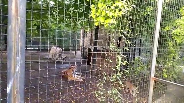 Тайган. Август 2022. Тигры Раджа и Леди Ди и их тигрята) смотреть онлайн