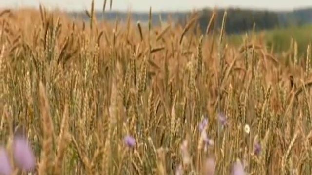 Земля родная помни нас смотреть онлайн