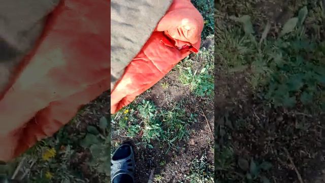 Как именно я проращиваю Картофель !! смотреть онлайн