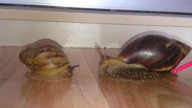 ?Отличие: Ахатина vs Архахатина!!!? смотреть онлайн