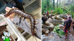 15 Самых Смертоносных Монстров Амазонки