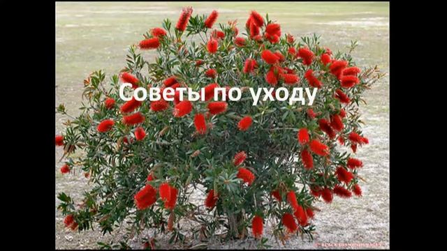 Каллистемон лимонный смотреть онлайн