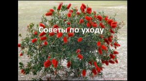 Каллистемон лимонный