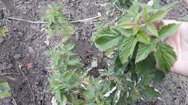 ЗОЛА как удобрение осенью / Виноград Изабелла после удобрения золой /Зачем растениям зола /НАША ДАЧ