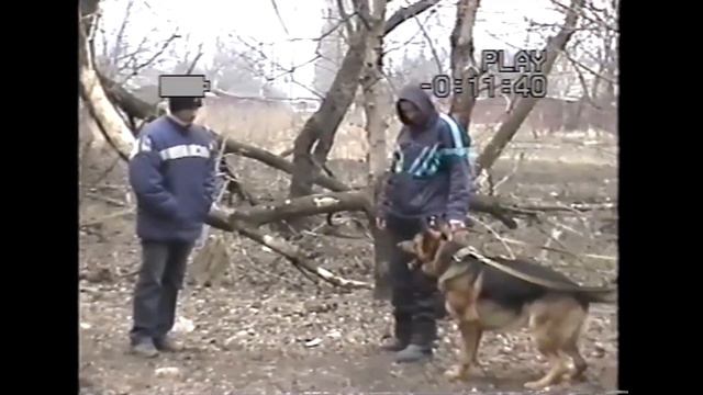 Немецкие Овчарки Лайза и Дил. Агрессивное отношение к постороннему. Working German Shepherds.