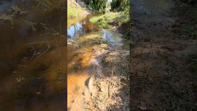 Animal life along the river and rocks along the creek, forest and mountains #samantha #toad смотреть онлайн