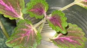 Способы размножения Колеуса. Можно ли размножать колеус листом?