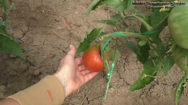 20 июня сравним новые томаты с проверенными смотреть онлайн