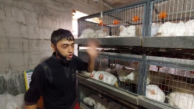 Мои Эксклюзивные Клетки для Бройлеров!!!