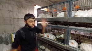 Мои Эксклюзивные Клетки для Бройлеров!!!