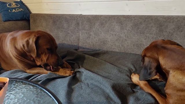 Ужин с Бэвой Ридж Бэк 🤗✌️🦮🐕🐕🦺 смотреть онлайн