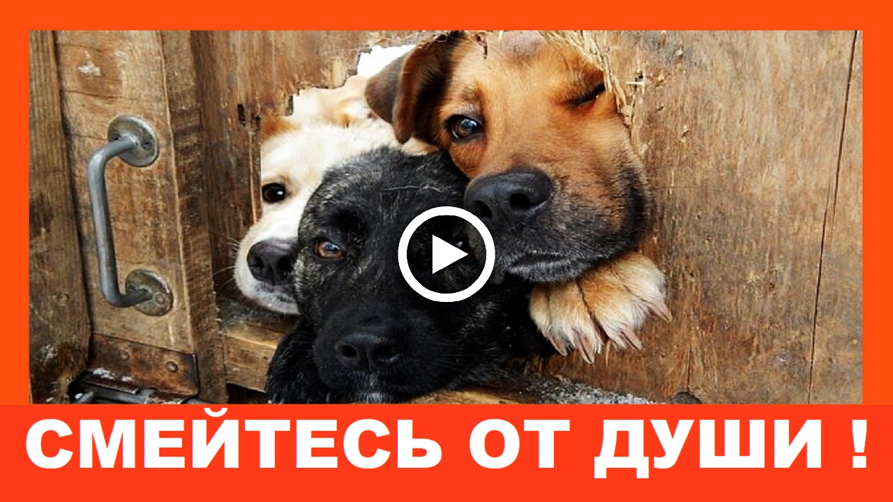 СМЕЙТЕСЬ от ДУШИ! А кот молча наделал всем в тапки....mp4 смотреть онлайн