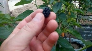 Низкорослая шелковица Gerardi Dwarf в контейнере