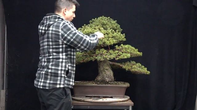 Bonsai Pinus parviflora "zuisho" - timelapse смотреть онлайн