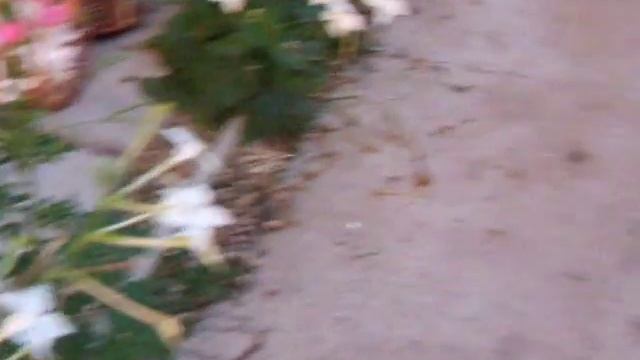 Cules De Nectar Si Polen La 