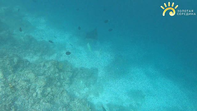 Снорклинг на Мальдивах (Бандос Мальдивес) Выпуск 11.1  Отпуск Золотая Середина