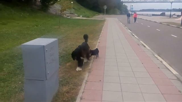 Это грифон! смотреть онлайн