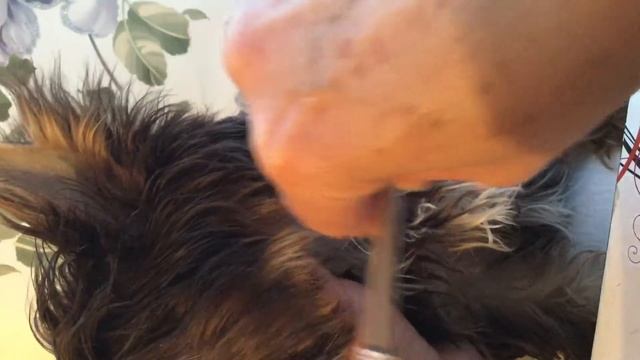 Чтобы шерсть не лезла в глаза!Около глаз можно смазать маслом ЖОЖОБА и расчесать шерсть. смотреть онлайн