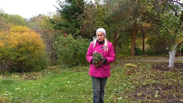 Саженцы осенью. Как посадить саженцы поздней осенью. 100% приживаемость саженцев.