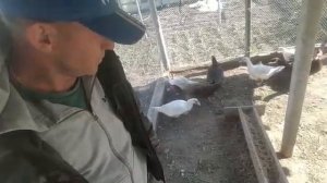 как посадить немую(мускусную)утку на яйцо