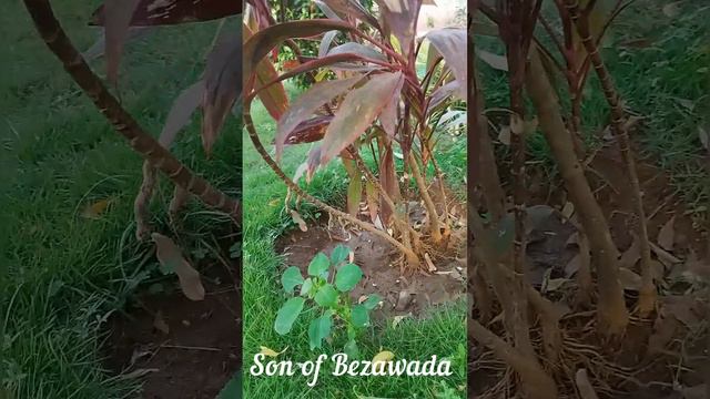 #ytshortsvideo #ytshortfeed #vastuplants #trending #easygrowingplants #vairal смотреть онлайн