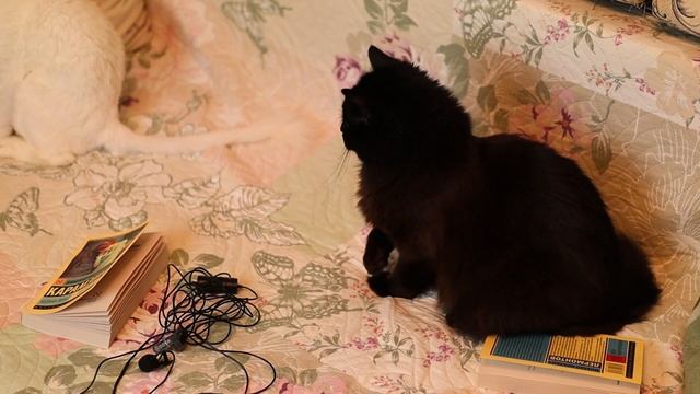 24 часа читаю школьную программу по литературе ??? Эксклюзивная классика смотреть онлайн