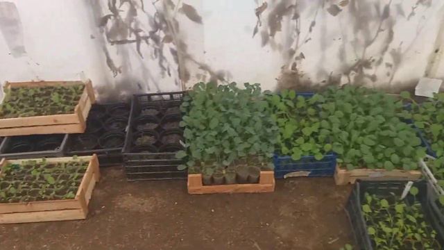 Капуста в холоде 22.04 смотреть онлайн