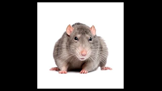 Crazy? I was crazy once. They locked me in a room. A rubber room. A rubber room with rats! смотреть онлайн