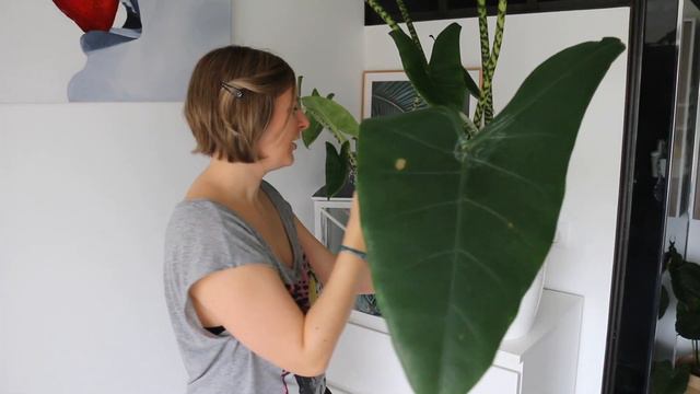 🌿 Alocasia Zebrina : entretien, arrosage et conseils #laplantedelasemaine смотреть онлайн