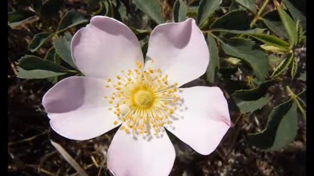 ШИПОВНИК- символ здоровья, благополучия, красоты, молодости и любви. смотреть онлайн