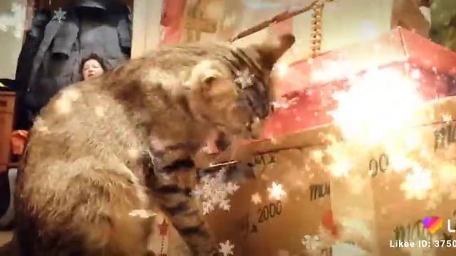 Кошка грызёт коробку смотреть онлайн