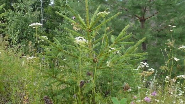 Озеро Морской глаз смотреть онлайн