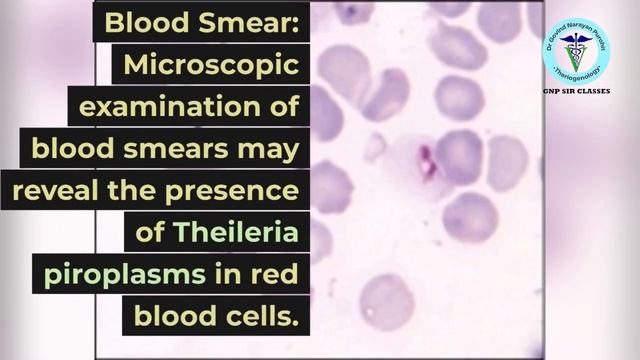 Unraveling Theileriosis in Cattle: Causes, Symptoms, and Diagnosis I GNP Sir смотреть онлайн