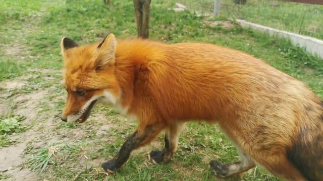 Здесь живут милые лисички ? смотреть онлайн