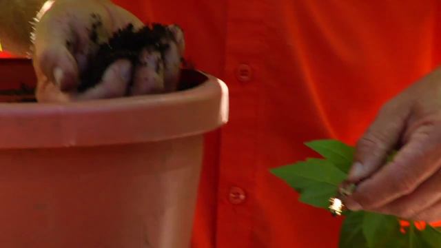 Gardening Tips : Planting Hibiscus смотреть онлайн