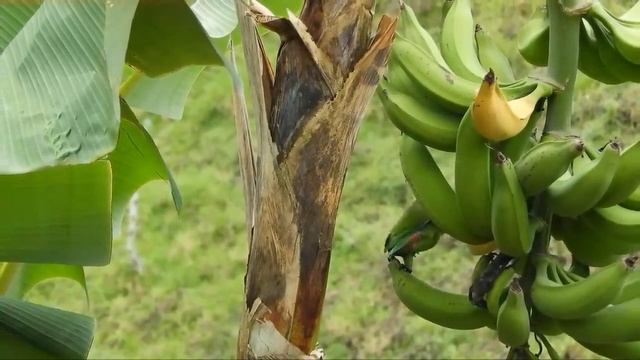 The Strange History of Bananas смотреть онлайн