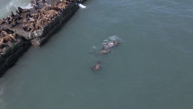 Сахалин: Сивучи (sea lions) в Невельске на брекватере. Сухогруз в Холмске с мели не сняли. (2021) смотреть онлайн