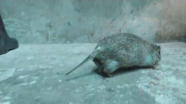 Observing how the Grasscutters will react when outside their Pen House смотреть онлайн