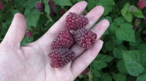 БУКИНГЕМ ТАЙБЕРРИ бесшипный сорт ежемалины