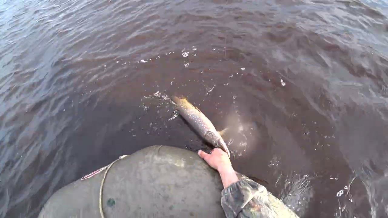 ЩУКА НА ПОСТАВУШКУ#shorts смотреть онлайн