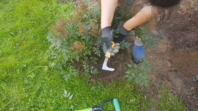 Пересадка Астильбы. Деление куста